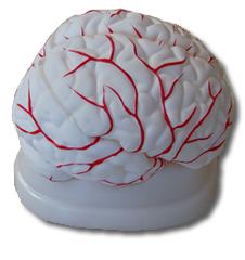 cerebro com 8 partes tzj 0303